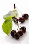 The Wild Cherry or Sweet Cherry on the white background.