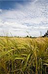 healthy wheat crop growing in field France