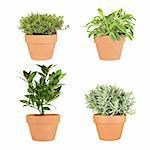Herbs of golden thyme, variegated sage, bay and lavender growing in terracotta pots, over white background. Top left to bottom right.