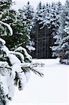 Winter landscape with snow covered trees and gray sky