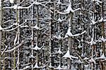 Natural background of tree trunks in winter