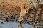 A black-backed Jackal (Canis mesomelas) drinking water, Kalahari desert, South Africa