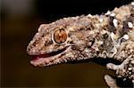 Portrait of a bibron gecko (Pachydactylus bibronii), Kalahari desert, South Africa