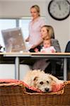 Dog lying in home office with two women and a baby in background