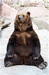 huge brown bear takes a rest on a mountain