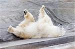 a white bear lying on the rock and having rest