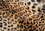 Full screen high resolution shot of a skin of the leopard. Good for a texture or a background