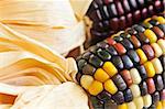 Two cobs of indian corn close up