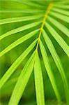 Botanical background of green palm tree leaves close up