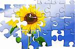 Puzzle like image of nice sunflower on blue sky back