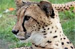 Close-up image of Cheetah (Acinonyx Jubatus)