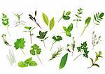 Herb leaf selection  of parsley, lavender, sage, bay, mint, oregano, valerian, thyme, ladies, mantle, spearmint, rosemary, chives, lemon, balm, comfrey, basil. Over white background.