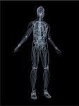 3d rendered x-ray illustration of a human anatomy