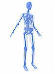 3d rendered anatomy illustration of a human body shape with skeletal system