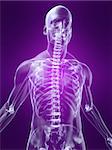 3d rendered x-ray illustration of a human skeletal torso