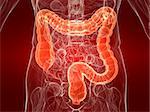 3d rendered anatomy illustration of a human body shape with marked colon