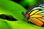 butterfly on a leaf