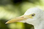 closeup egret