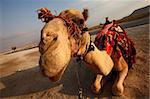 photo of a camel taken in wide angel with humoristic look