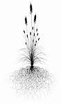 Editable vector flowering grass silhouette with root system