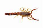 Poisonous African scorpion (Parabuthus spp.) on white