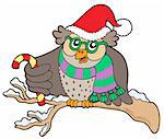 Owl in Christmas outfit - vector illustration.