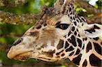 African Giraffe's head while eating from a tree