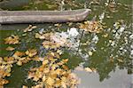 Old wooden shuttle in lake with yellow leaves.