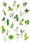 Herb leaf selection of parsley, lavender, sage, bay, mint, oregano, valerian, (vallium substitute) thyme, ladies mantle, spearmint, rosemary; chives, lemon balm; comfrey, basil. Over white background.