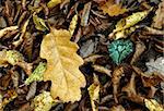 Yellow oak leafs on autumn background