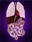 3d rendered anatomy illustration of human organs