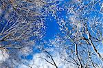 Winter tree tops covered with fresh snow on blue sky background