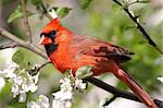 Male Northern Cardinal (cardinalis cardinalis) in an Apple Tree with blossoms