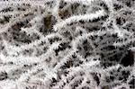 Winter background - branches of trees covered with frost