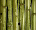 fine closeup  image of green bamboo background