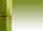 fine image closeup of bamboo with space for text