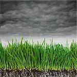 Green grass and dark soil with roots