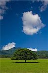 Tree in field with beautiful sky. Costa Rica.