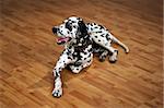 Dog of breed dalmatian, laying on a floor