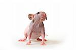 Decorative hairless rat on a white background.