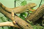 Two chameleons sit on branch in captivity