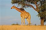 A giraffe (Giraffa camelopardalis) under a camel thorn (Acacia erioloba) tree, Kalahari desert, South Africa