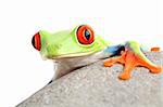 frog on a rock isolated on white - a red-eyed tree frog (Agalychnis callidryas)