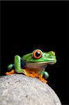 frog on a rock closeup isolated on black. Agalychnis callidryas.