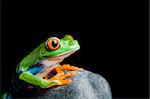 red-eyed tree frog on a rock, closeup isolated on black. Agalychnis callidryas.