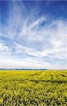 Blue sky against yellow field in a natural surrounding.