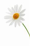 Daisy flower isolated on white background