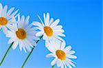 Daisy flowers in a row on light blue background