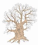 Detailed editable vector illustration of a leafless oak tree including basic outline