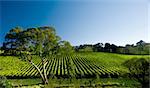 Beautiful Vineyard Landscape